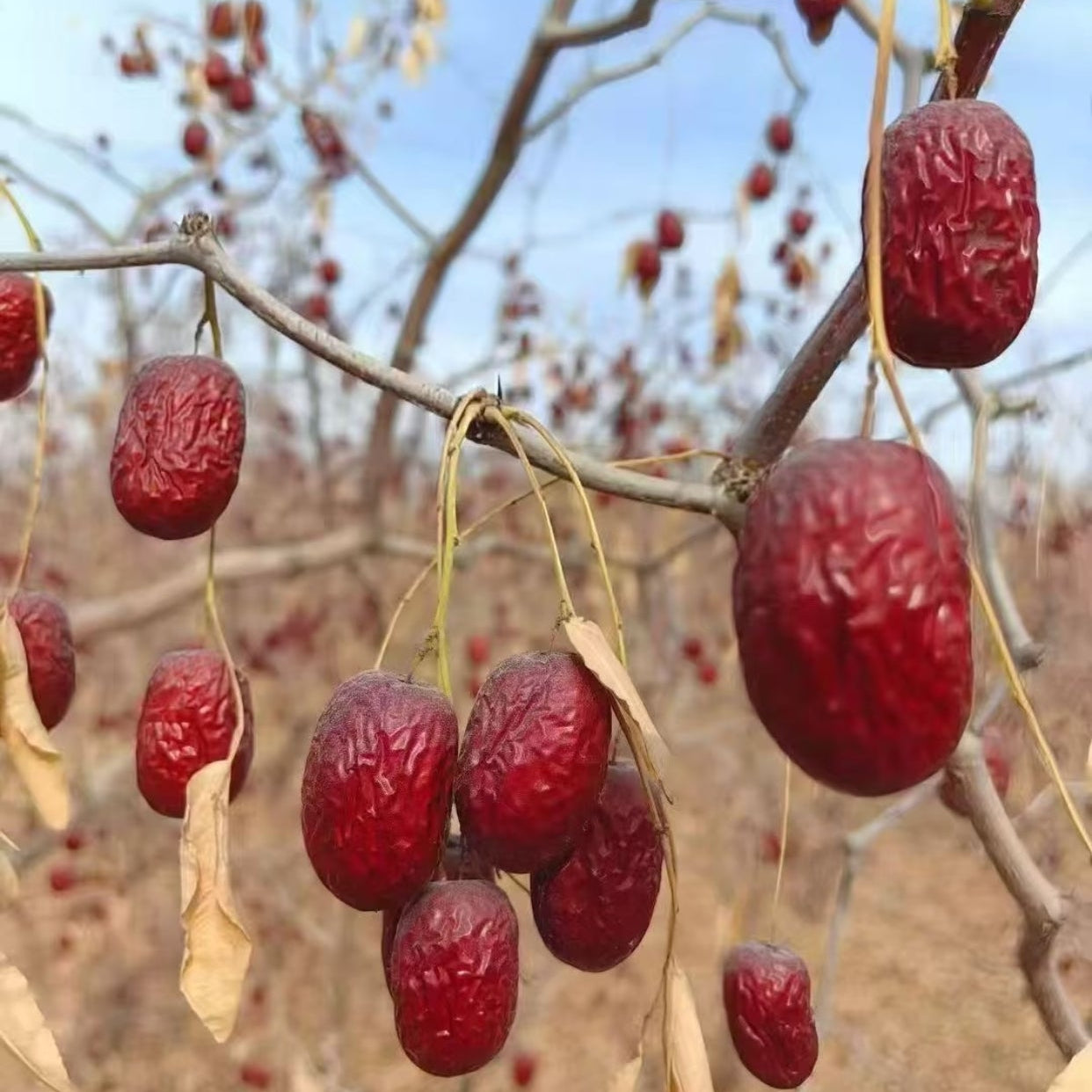 Jujubes grises duXinjiang Extra-premium 250g